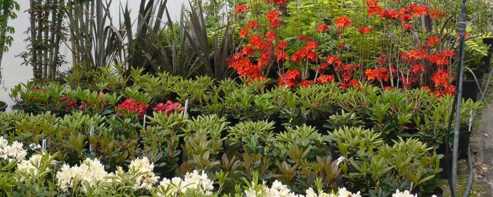 Spring Hill Nurseries Shop 1 Spring Hill Nurseries Shop -Spring Hill Nurseries Shop 1