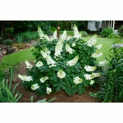 Spring Hill Nurseries 4 In. Pot Ruby Slippers Oakleaf Hydrangea, Live White Flowering Perennial Plant (1-Pack) 7 Spring Hill Nurseries 4 In. Pot Ruby Slippers Oakleaf Hydrangea, Live White Flowering Perennial Plant (1-Pack) -Spring Hill Nurseries Shop spring hill nurseries bushes 07653 4f 1000