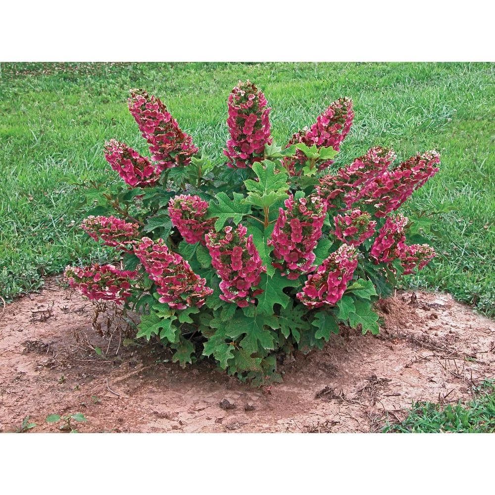 Spring Hill Nurseries 4 In. Pot Ruby Slippers Oakleaf Hydrangea, Live White Flowering Perennial Plant (1-Pack) 3 Spring Hill Nurseries 4 In. Pot Ruby Slippers Oakleaf Hydrangea, Live White Flowering Perennial Plant (1-Pack) - Image 3