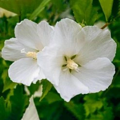 Spring Hill Nurseries 4 in. Pot White Flowering Diana Althea (Hibiscus) Live Deciduous Plant
