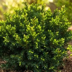 Spring Hill Nurseries 1.50 Gal. Dark Green Spreader Yew (Taxus), Live Evergreen Plant, Green Foliage -Spring Hill Nurseries Shop spring hill nurseries bushes 60788 40 1000