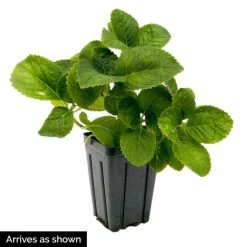 Spring Hill Nurseries 4 in. Pot Glowing Embers Hydrangea, Live Deciduous Flowering Shrub (1-Pack) 7 Spring Hill Nurseries 4 in. Pot Glowing Embers Hydrangea, Live Deciduous Flowering Shrub (1-Pack) -Spring Hill Nurseries Shop spring hill nurseries bushes 60893 1f 1000