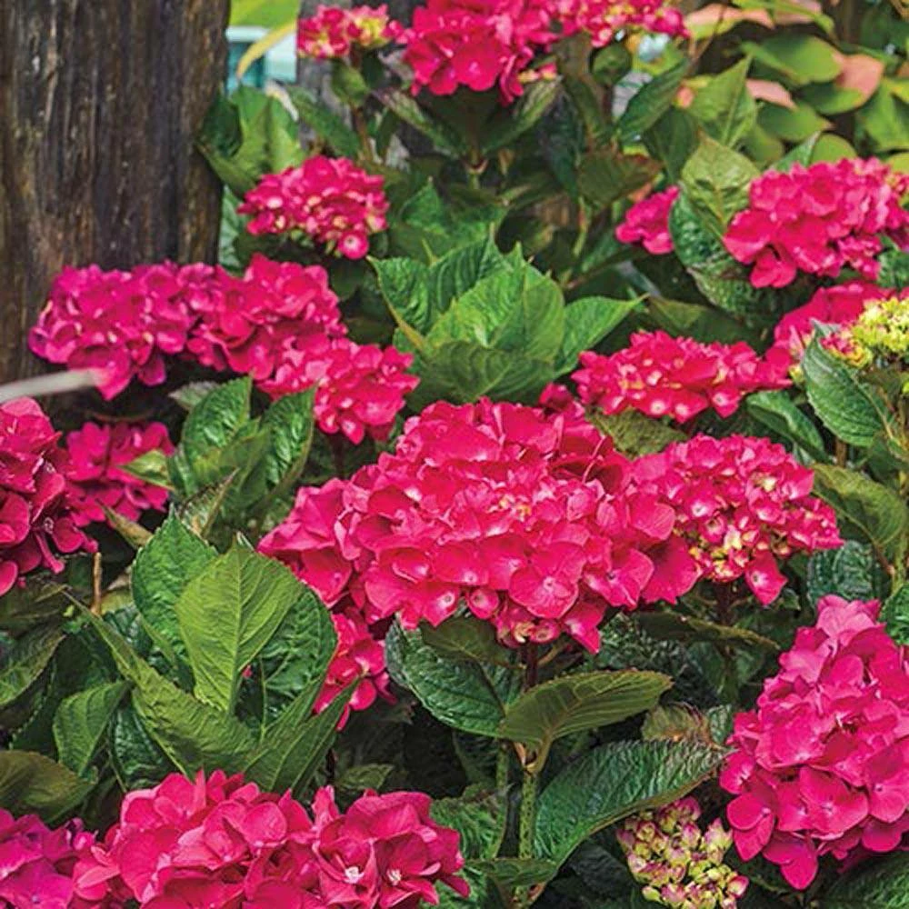 Spring Hill Nurseries 4 in. Pot Glowing Embers Hydrangea, Live Deciduous Flowering Shrub (1-Pack) 3 Spring Hill Nurseries 4 in. Pot Glowing Embers Hydrangea, Live Deciduous Flowering Shrub (1-Pack) - Image 3