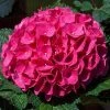 Spring Hill Nurseries 4 in. Pot Glowing Embers Hydrangea, Live Deciduous Flowering Shrub (1-Pack)