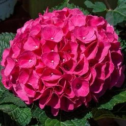 Spring Hill Nurseries 4 in. Pot Glowing Embers Hydrangea, Live Deciduous Flowering Shrub (1-Pack)