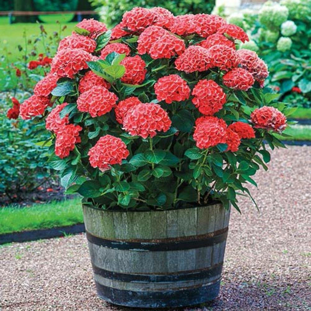 Spring Hill Nurseries 4 in. Pot Glowing Embers Hydrangea, Live Deciduous Flowering Shrub (1-Pack) 2 Spring Hill Nurseries 4 in. Pot Glowing Embers Hydrangea, Live Deciduous Flowering Shrub (1-Pack) - Image 2