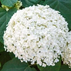 Spring Hill Nurseries 4 in. Pot Green Foliage Annabelle Hydrangea Live Deciduous Plant with White Flower