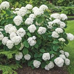 Spring Hill Nurseries 4 in. Pot Green Foliage Annabelle Hydrangea Live Deciduous Plant with White Flower -Spring Hill Nurseries Shop spring hill nurseries bushes 60894 c3 1000