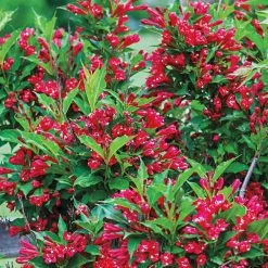 Spring Hill Nurseries 4 in. Pot Red Prince Weigela, Live Potted Plant, Red Flowering Shrub (1-Pack)