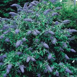 Spring Hill Nurseries 4 in. Pot Blue Butterfly Bush (Buddleia) Live Deciduous Plant
