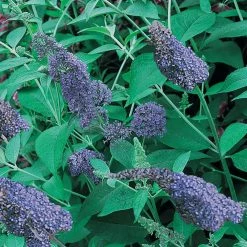 Spring Hill Nurseries 4 in. Pot Blue Butterfly Bush (Buddleia) Live Deciduous Plant -Spring Hill Nurseries Shop spring hill nurseries bushes 62199 c3 1000