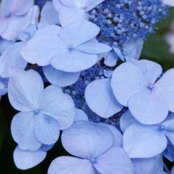 Spring Hill Nurseries 4 in. Pot Endless Summer Twist-N-Shout Hydrangea Live Deciduous Plant, Blue or Pink Flowering Shrub (1-Pack) 11 Spring Hill Nurseries 4 in. Pot Endless Summer Twist-N-Shout Hydrangea Live Deciduous Plant, Blue or Pink Flowering Shrub (1-Pack) -Spring Hill Nurseries Shop spring hill nurseries bushes 62213 1f 1000