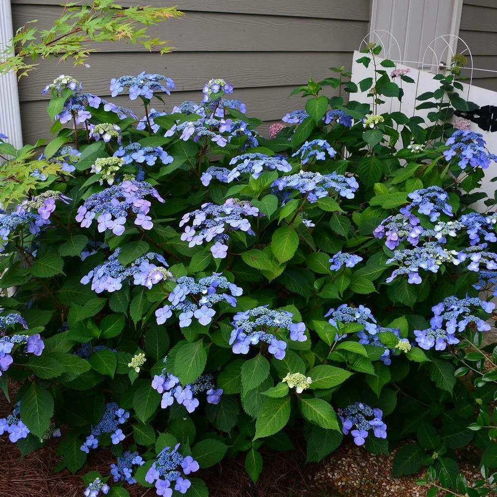 Spring Hill Nurseries 4 in. Pot Endless Summer Twist-N-Shout Hydrangea Live Deciduous Plant, Blue or Pink Flowering Shrub (1-Pack) 6 Spring Hill Nurseries 4 in. Pot Endless Summer Twist-N-Shout Hydrangea Live Deciduous Plant, Blue or Pink Flowering Shrub (1-Pack) - Image 6