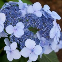 Spring Hill Nurseries 4 in. Pot Endless Summer Twist-N-Shout Hydrangea Live Deciduous Plant, Blue or Pink Flowering Shrub (1-Pack)
