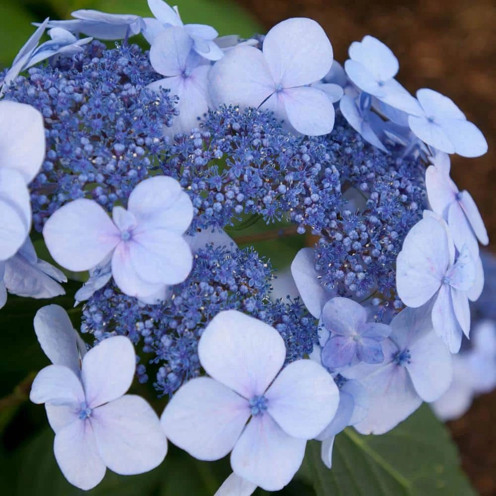 Spring Hill Nurseries 4 in. Pot Endless Summer Twist-N-Shout Hydrangea Live Deciduous Plant, Blue or Pink Flowering Shrub (1-Pack) 1 Spring Hill Nurseries 4 in. Pot Endless Summer Twist-N-Shout Hydrangea Live Deciduous Plant, Blue or Pink Flowering Shrub (1-Pack)