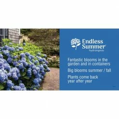 Spring Hill Nurseries 4 in. Pot Endless Summer Twist-N-Shout Hydrangea Live Deciduous Plant, Blue or Pink Flowering Shrub (1-Pack) 13 Spring Hill Nurseries 4 in. Pot Endless Summer Twist-N-Shout Hydrangea Live Deciduous Plant, Blue or Pink Flowering Shrub (1-Pack) -Spring Hill Nurseries Shop spring hill nurseries bushes 62213 76 1000