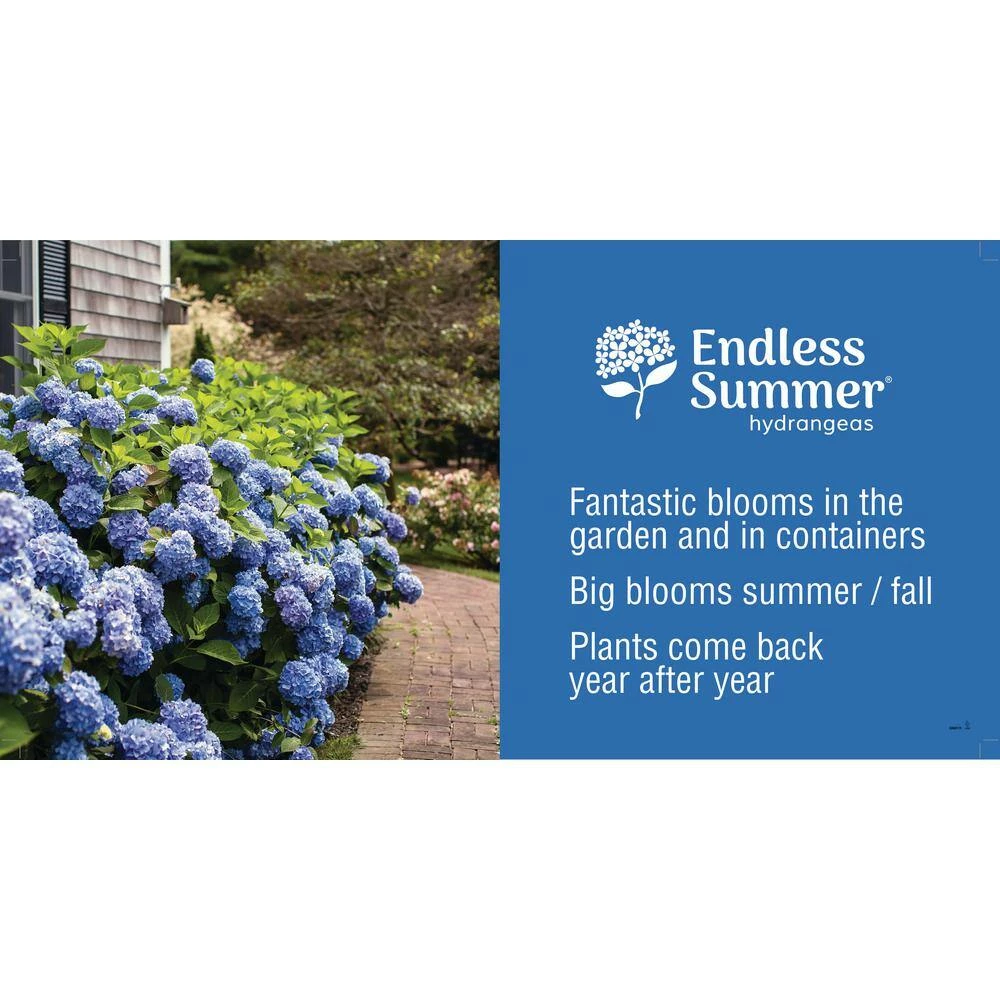 Spring Hill Nurseries 4 in. Pot Endless Summer Twist-N-Shout Hydrangea Live Deciduous Plant, Blue or Pink Flowering Shrub (1-Pack) 7 Spring Hill Nurseries 4 in. Pot Endless Summer Twist-N-Shout Hydrangea Live Deciduous Plant, Blue or Pink Flowering Shrub (1-Pack) - Image 7