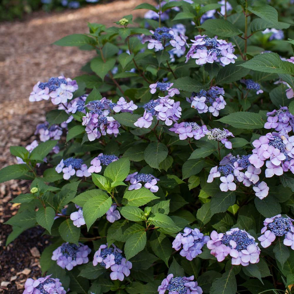 Spring Hill Nurseries 4 in. Pot Endless Summer Twist-N-Shout Hydrangea Live Deciduous Plant, Blue or Pink Flowering Shrub (1-Pack) 3 Spring Hill Nurseries 4 in. Pot Endless Summer Twist-N-Shout Hydrangea Live Deciduous Plant, Blue or Pink Flowering Shrub (1-Pack) - Image 3