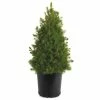 Spring Hill Nurseries 2.50 Qt. Pot Alberta Dwarf Spruce (Picea), Live Evergreen Shrub, Green Needled Foliage (1-Pack)