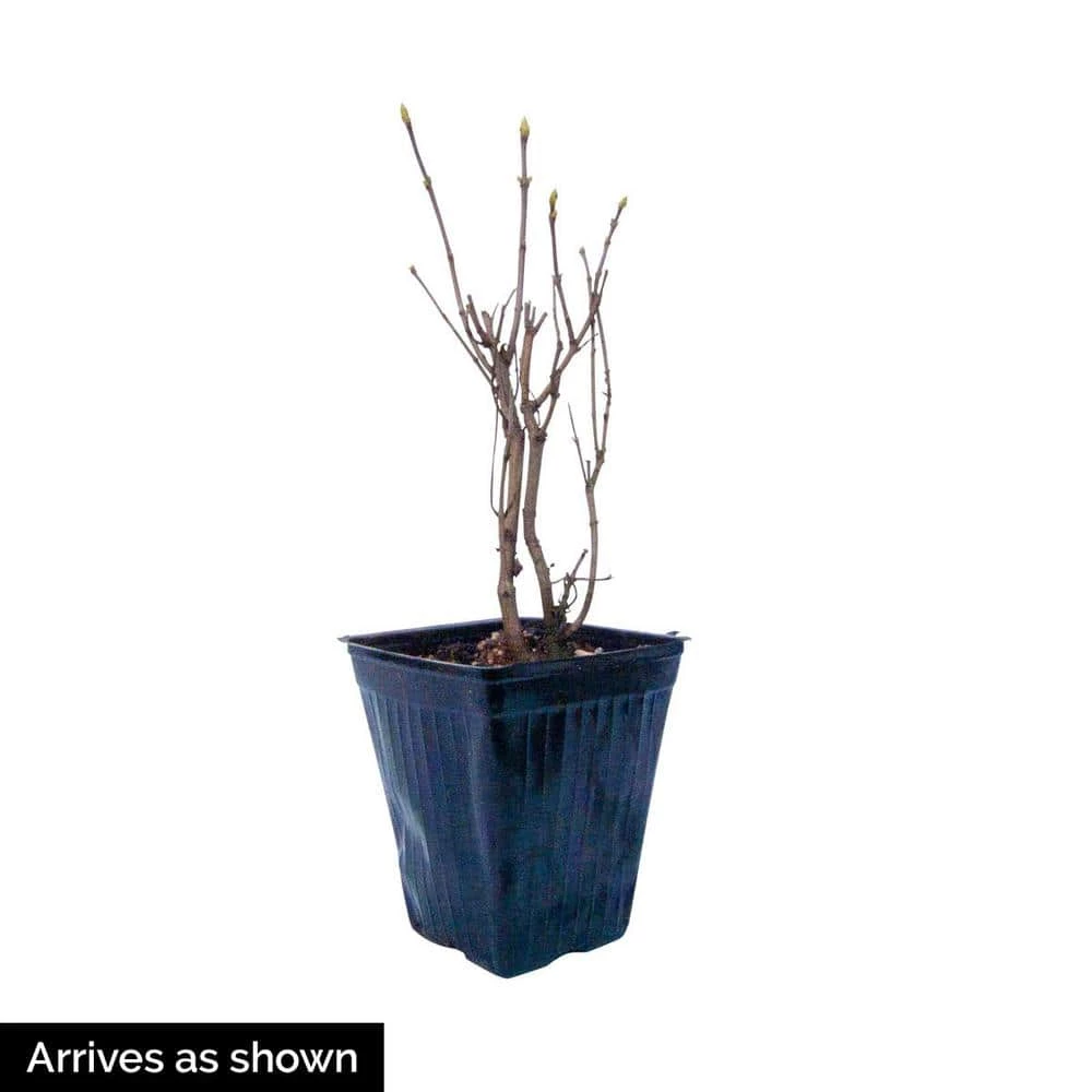 Spring Hill Nurseries 4 in. Pot Rosie Beach Party Lilac (Syringa) Live Deciduous Plant 2 Spring Hill Nurseries 4 in. Pot Rosie Beach Party Lilac (Syringa) Live Deciduous Plant - Image 2