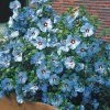 Spring Hill Nurseries Bluebird Rose of Sharon (Althea), Live Deciduous Bare Root Shrub, Blue Flowers on Green Foliage (1-Pack)