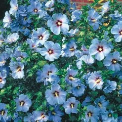 Spring Hill Nurseries Bluebird Rose of Sharon (Althea), Live Deciduous Bare Root Shrub, Blue Flowers on Green Foliage (1-Pack) -Spring Hill Nurseries Shop spring hill nurseries bushes 65515 c3 1000