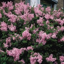 Spring Hill Nurseries 4 in. Pot Josee Reblooming Lilac (Syringa) Green Foliage Live Deciduous Plant with Lavender-Pink Blooms -Spring Hill Nurseries Shop spring hill nurseries bushes 65562 c3 1000