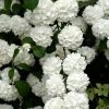 Spring Hill Nurseries 4 in. Pot Snowball Viburnum, Live Deciduous Shrubs, White Flowers on Green Foliage (1-Pack)