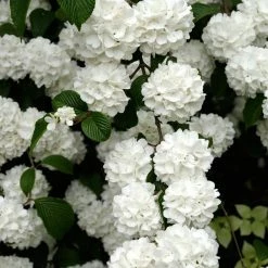 Spring Hill Nurseries 4 in. Pot Snowball Viburnum, Live Deciduous Shrubs, White Flowers on Green Foliage (1-Pack)