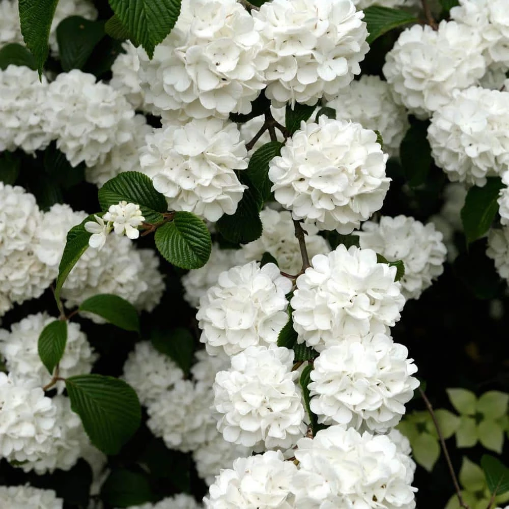 Spring Hill Nurseries 4 in. Pot Snowball Viburnum, Live Deciduous Shrubs, White Flowers on Green Foliage (1-Pack) 1 Spring Hill Nurseries 4 in. Pot Snowball Viburnum, Live Deciduous Shrubs, White Flowers on Green Foliage (1-Pack)