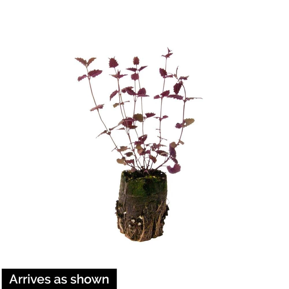 Spring Hill Nurseries 4 in. Pot Snowball Viburnum, Live Deciduous Shrubs, White Flowers on Green Foliage (1-Pack) 2 Spring Hill Nurseries 4 in. Pot Snowball Viburnum, Live Deciduous Shrubs, White Flowers on Green Foliage (1-Pack) - Image 2