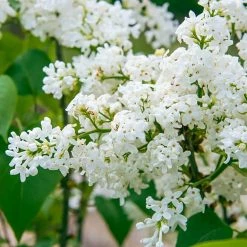 Spring Hill Nurseries 4 in. Pot Snowy Beach Party Lilac (Syringa) Live Deciduous Plant