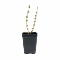 Spring Hill Nurseries 4 in. Pot Danica Althea (Hibiscus), Pink Flowers Live Potted Plant (1-Pack) -Spring Hill Nurseries Shop spring hill nurseries bushes 66160 4f 1000