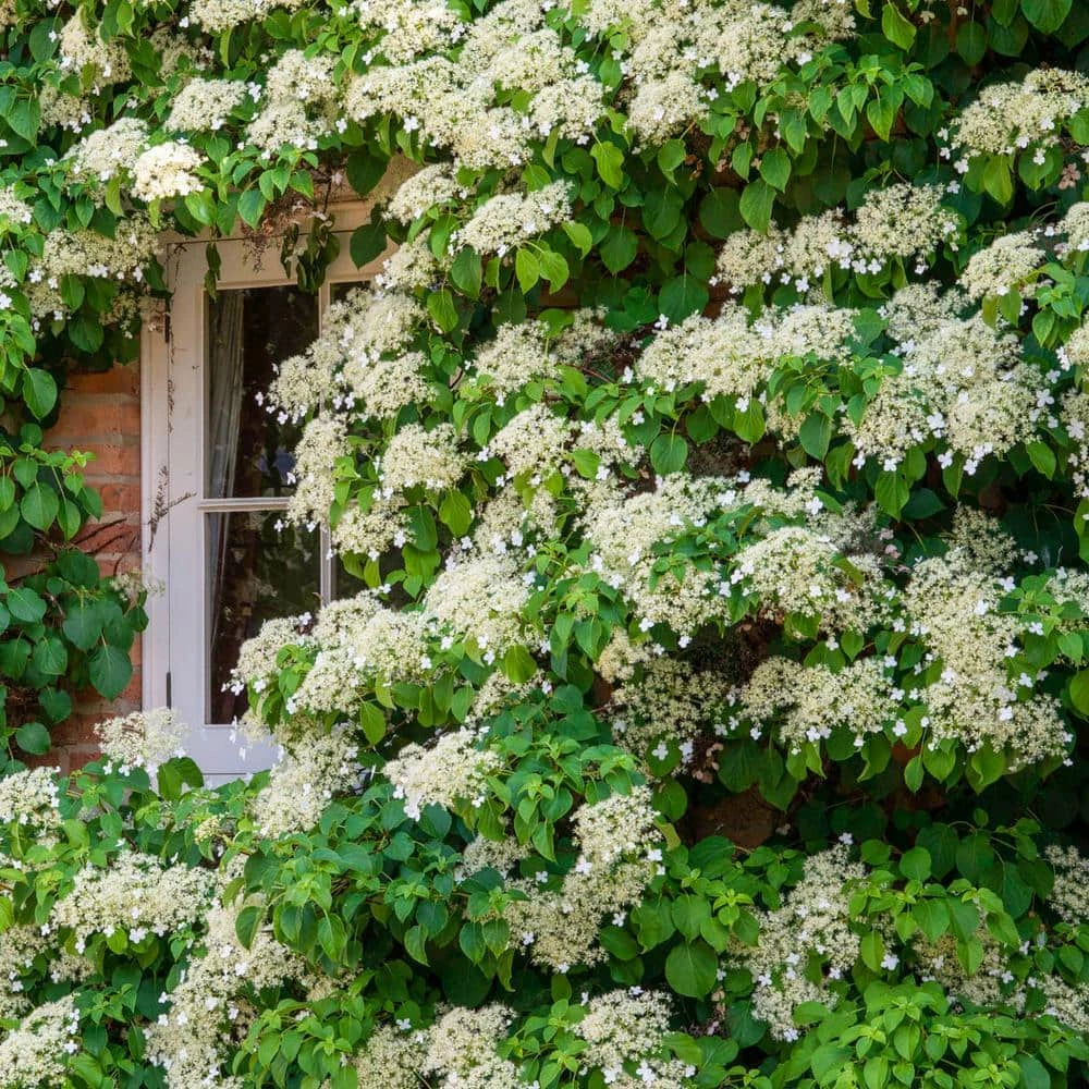 Spring Hill Nurseries 4 in. Pot Petiolaris Climbing Hydrangea Vine Live Deciduous Plant with White Flowers 1 Spring Hill Nurseries 4 in. Pot Petiolaris Climbing Hydrangea Vine Live Deciduous Plant with White Flowers