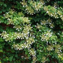 Spring Hill Nurseries 4 in. Pot Petiolaris Climbing Hydrangea Vine Live Deciduous Plant with White Flowers 5 Spring Hill Nurseries 4 in. Pot Petiolaris Climbing Hydrangea Vine Live Deciduous Plant with White Flowers -Spring Hill Nurseries Shop spring hill nurseries bushes 66326 c3 1000