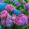 Spring Hill Nurseries 4 in. Pot L.A. Dreaming Hydrangea Blue or Pink Flowers Live Deciduous Shrub (1-Pack)