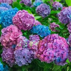 Spring Hill Nurseries 4 in. Pot L.A. Dreaming Hydrangea Blue or Pink Flowers Live Deciduous Shrub (1-Pack)