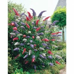 Spring Hill Nurseries Shop 38 Spring Hill Nurseries 4 in. Pot Multi-Colored Butterfly Bush (Buddleia) Live Deciduous Plant Red White and Purple Flowers (1-Pack)