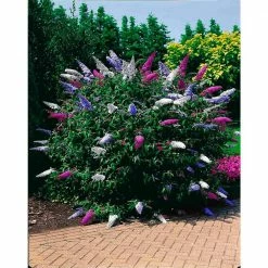 Spring Hill Nurseries Shop -Spring Hill Nurseries Shop spring hill nurseries bushes 67125 e1 1000