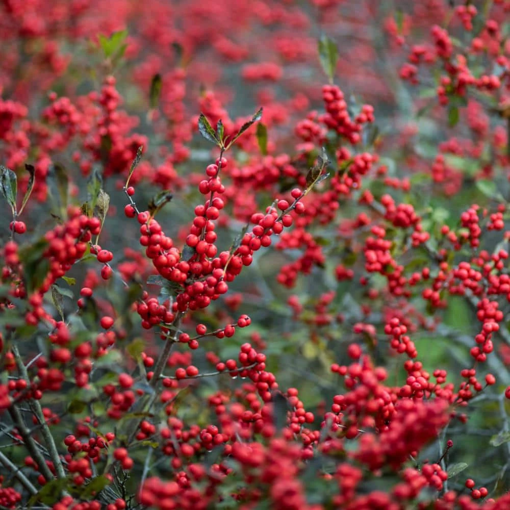 Spring Hill Nurseries 4 in. Pot Winter Red Winterberry (Ilex) White Flowers Give Way to Red Berries Live Deciduous Plant 1 Spring Hill Nurseries 4 in. Pot Winter Red Winterberry (Ilex) White Flowers Give Way to Red Berries Live Deciduous Plant