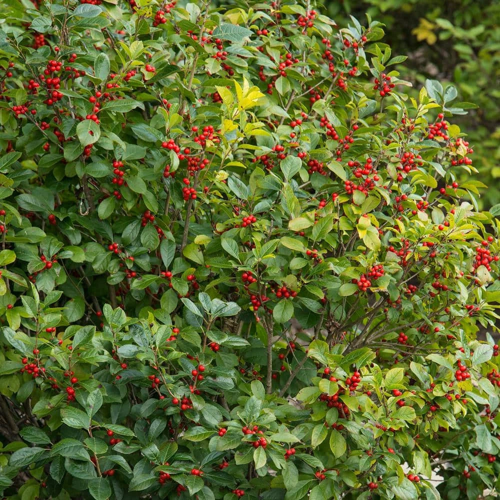 Spring Hill Nurseries 4 in. Pot Winter Red Winterberry (Ilex) White Flowers Give Way to Red Berries Live Deciduous Plant 3 Spring Hill Nurseries 4 in. Pot Winter Red Winterberry (Ilex) White Flowers Give Way to Red Berries Live Deciduous Plant - Image 3
