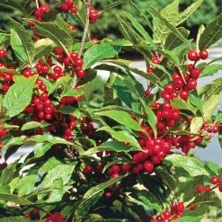 Spring Hill Nurseries 4 in. Pot Southern Gentleman Winterberry (Ilex), Live Evergreen Plant, White Flowers Give Way to Red Berries (1-Pack) -Spring Hill Nurseries Shop spring hill nurseries bushes 67458 c3 1000
