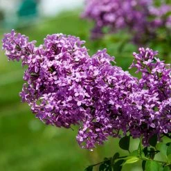 Spring Hill Nurseries 4 in. Pot Sunday Lilac (Syringa) Live Deciduous Plant Purple Flowering Shrub (1-Pack) 9 Spring Hill Nurseries 4 in. Pot Sunday Lilac (Syringa) Live Deciduous Plant Purple Flowering Shrub (1-Pack) -Spring Hill Nurseries Shop spring hill nurseries bushes 71313 1f 1000