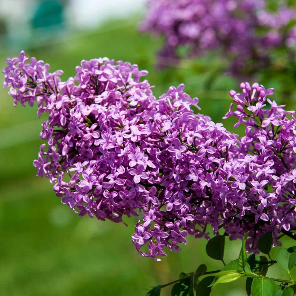 Spring Hill Nurseries 4 in. Pot Sunday Lilac (Syringa) Live Deciduous Plant Purple Flowering Shrub (1-Pack) 5 Spring Hill Nurseries 4 in. Pot Sunday Lilac (Syringa) Live Deciduous Plant Purple Flowering Shrub (1-Pack) - Image 5