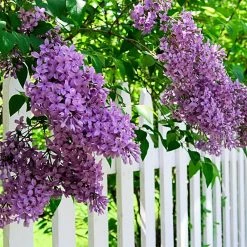 Spring Hill Nurseries 4 in. Pot Sunday Lilac (Syringa) Live Deciduous Plant Purple Flowering Shrub (1-Pack) 7 Spring Hill Nurseries 4 in. Pot Sunday Lilac (Syringa) Live Deciduous Plant Purple Flowering Shrub (1-Pack) -Spring Hill Nurseries Shop spring hill nurseries bushes 71313 77 1000
