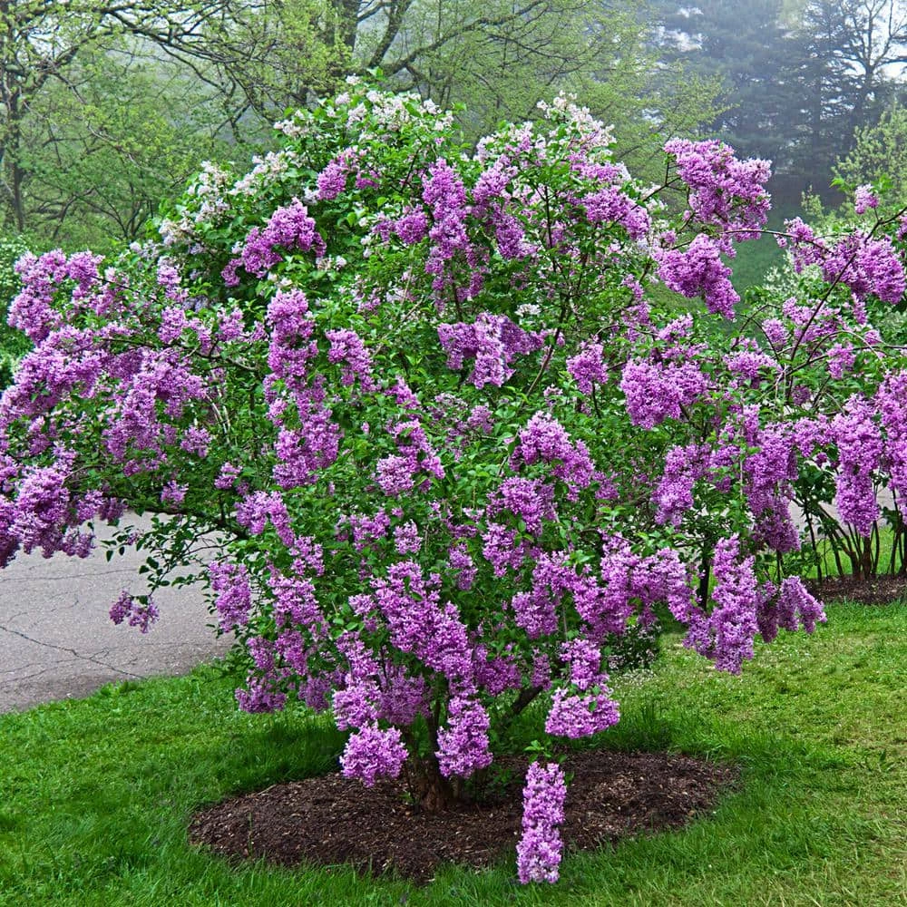 Spring Hill Nurseries 4 in. Pot Sunday Lilac (Syringa) Live Deciduous Plant Purple Flowering Shrub (1-Pack) 4 Spring Hill Nurseries 4 in. Pot Sunday Lilac (Syringa) Live Deciduous Plant Purple Flowering Shrub (1-Pack) - Image 4