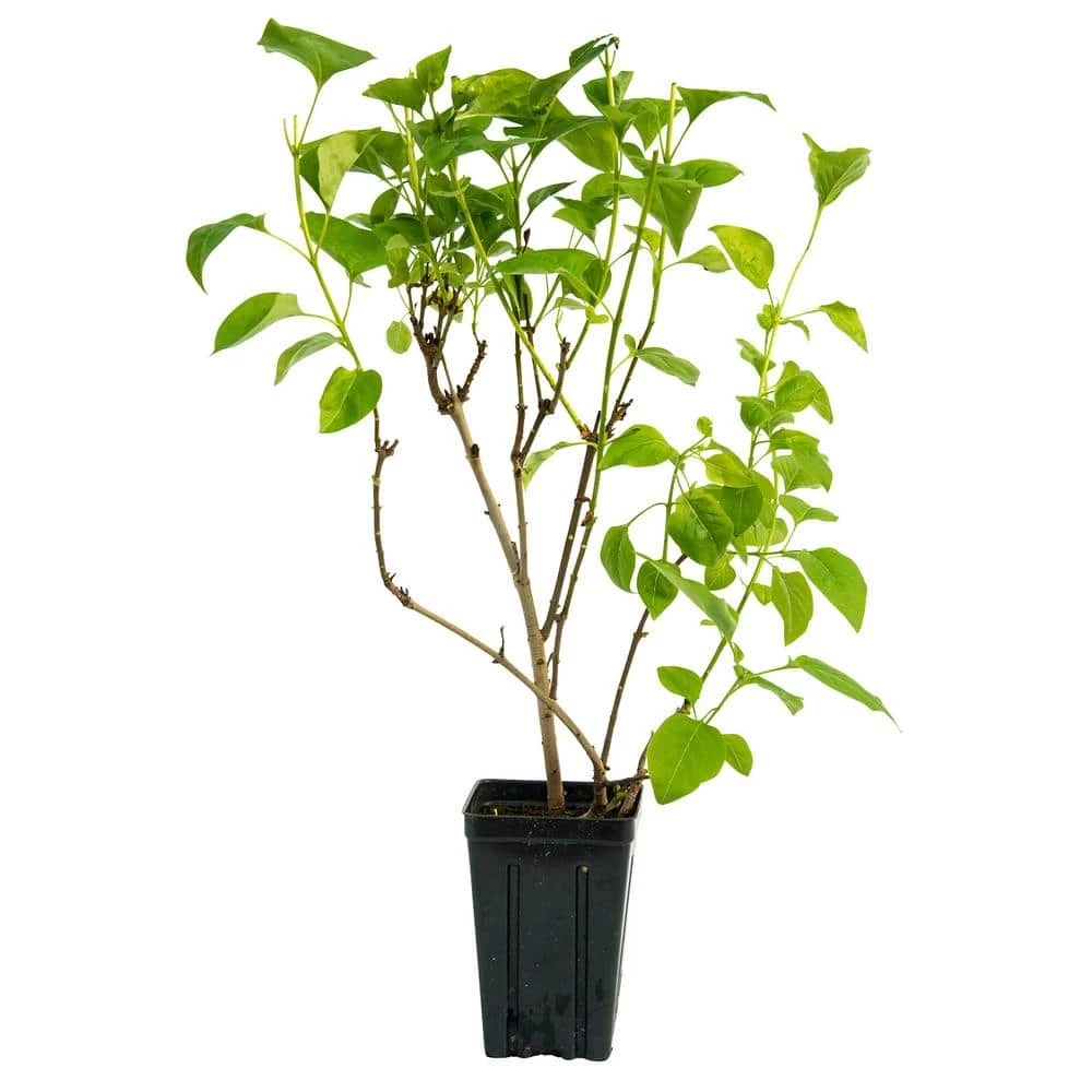 Spring Hill Nurseries 4 in. Pot Sunday Lilac (Syringa) Live Deciduous Plant Purple Flowering Shrub (1-Pack) 2 Spring Hill Nurseries 4 in. Pot Sunday Lilac (Syringa) Live Deciduous Plant Purple Flowering Shrub (1-Pack) - Image 2