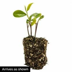 Spring Hill Nurseries 4 in. Pot Brillant Red Chokeberry (Aronia) Live Deciduous Plant with White Flowers Followed by Red Fruit (1-Pack) -Spring Hill Nurseries Shop spring hill nurseries bushes 72495 4f 1000