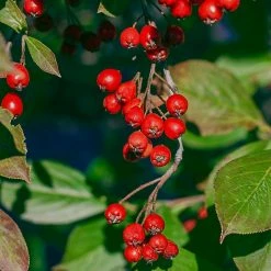 Spring Hill Nurseries 4 in. Pot Brillant Red Chokeberry (Aronia) Live Deciduous Plant with White Flowers Followed by Red Fruit (1-Pack)
