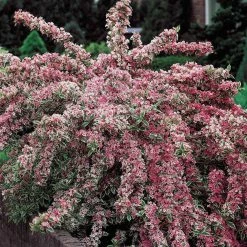 Spring Hill Nurseries 4 in. Pot Pink Splash Weigela, Flowering Shrub Pink Live Deciduouse Plant (1-Pack) -Spring Hill Nurseries Shop spring hill nurseries bushes 74183 c3 1000